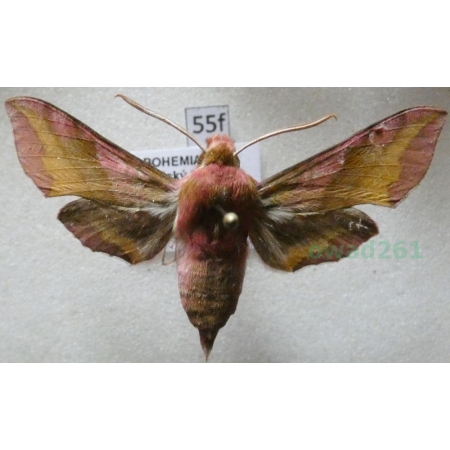 Deilephila porcellus (Linnaeus, 1758) Zmrocznik pazik Czech55f